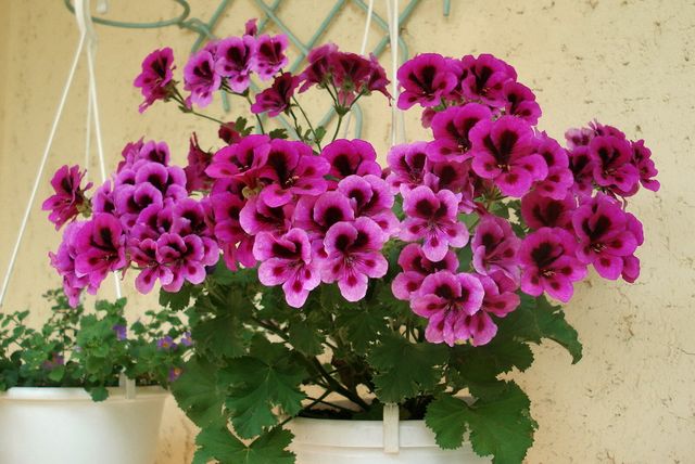 Dbaj o pelargonie