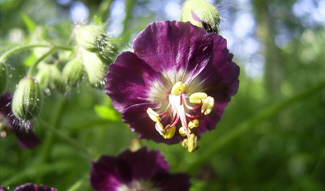 Dbaj o pelargonie