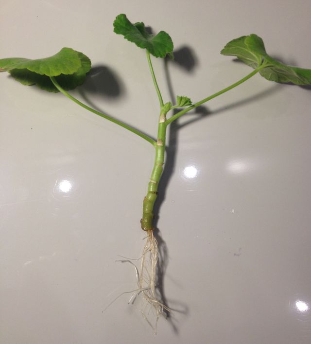 Dbaj o pelargonie