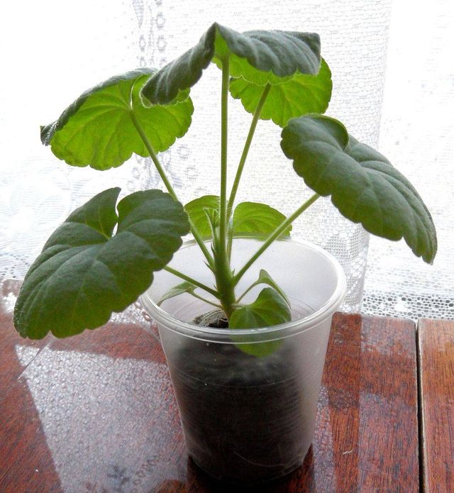 Dbaj o pelargonie