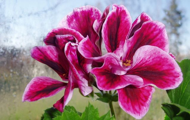 Dbaj o pelargonie