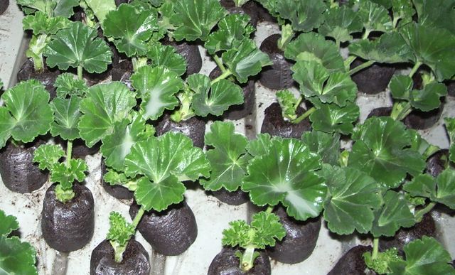 Dbaj o pelargonie