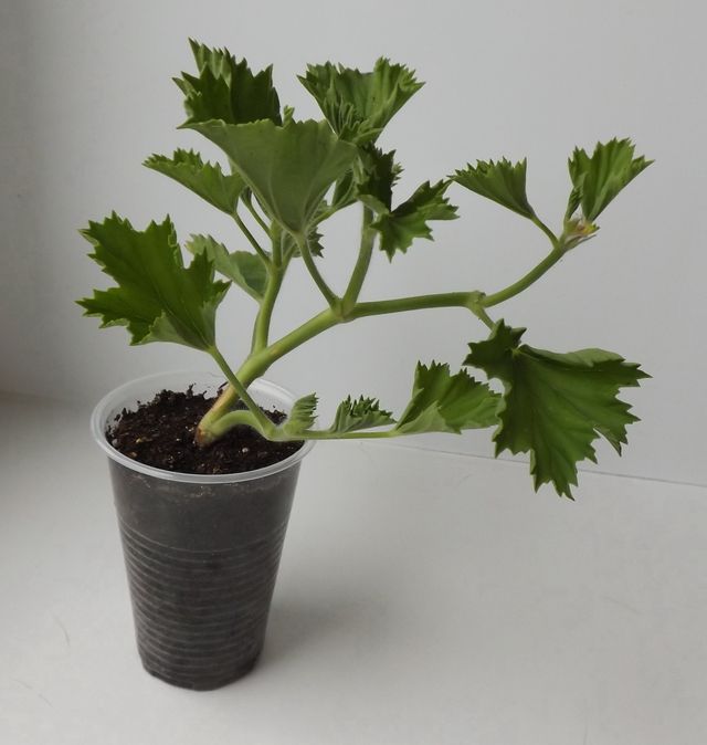Dbaj o pelargonie