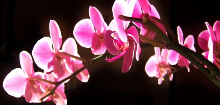 Orchidea: pielęgnacja po kwitnieniu Orchidea: pielęgnacja po kwitnieniu