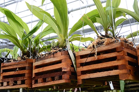 Na szypułce orchidei znajdują się śpiące pąki Na szypułce orchidei znajdują się śpiące pąki