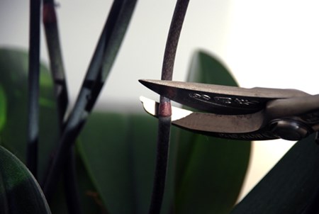 Za kilka miesięcy twoja orchidea znów rozkwitnie Za kilka miesięcy twoja orchidea znów rozkwitnie