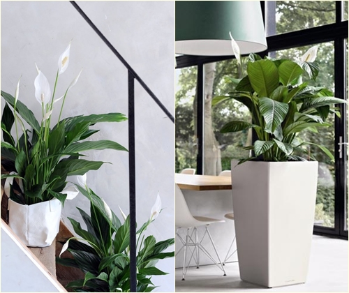 Choroby i leczenie spathiphyllum