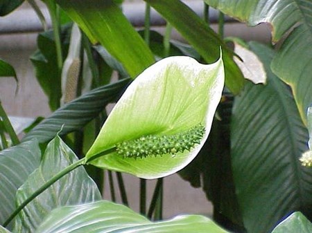 Dbaj o spathiphyllum w domu Dbaj o spathiphyllum w domu