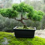 Jak wyhodować bonsai