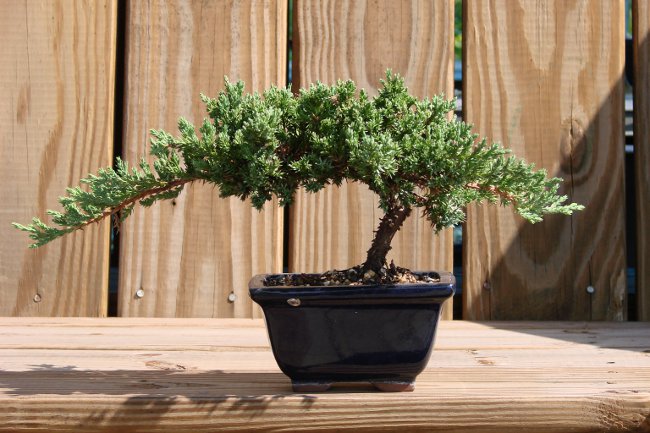 Jak rozwijać bonsai w domu