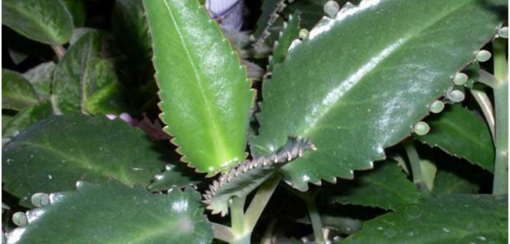 Roślina Kalanchoe