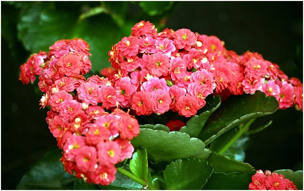 Kwiat Kalanchoe