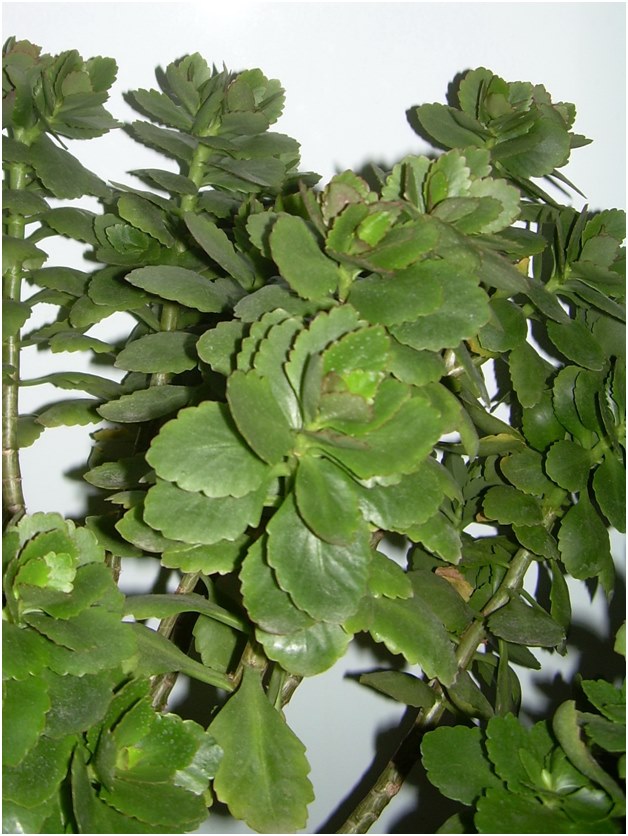 sadzonki Kalanchoe
