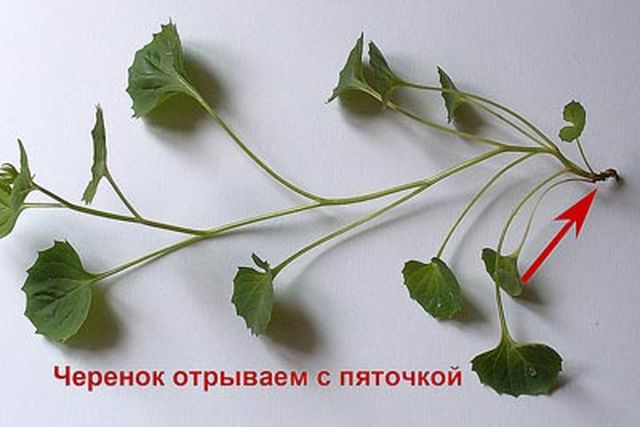 Dbanie o dzwonek