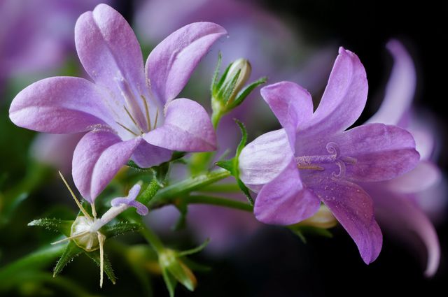 Kampanula w domu - sadzenie i pielęgnacja (wideo, zdjęcia): porady dla początkujących floriculturist