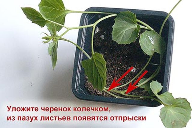 Dbanie o dzwonek
