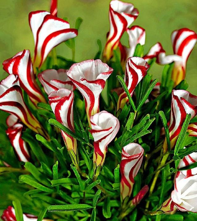 Pielęgnowanie