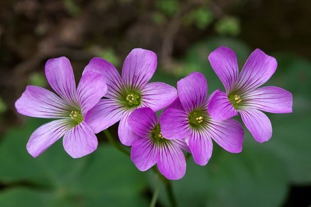 Pielęgnowanie