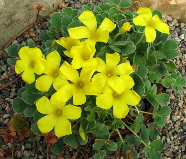 Pielęgnowanie