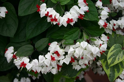 Clerodendrum - opieka