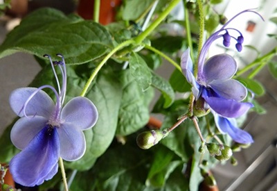 Clerodendrum - opieka