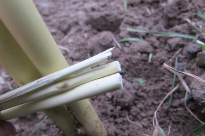 Kwiat łóżko z winorośli własnymi rękami
