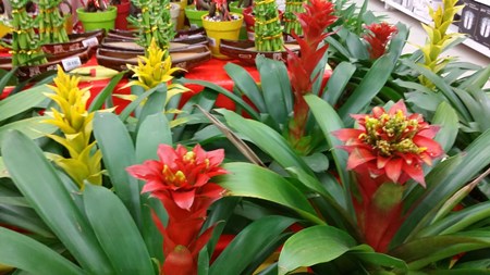 Jak dbać o guzmania w domu Jak dbać o guzmania w domu