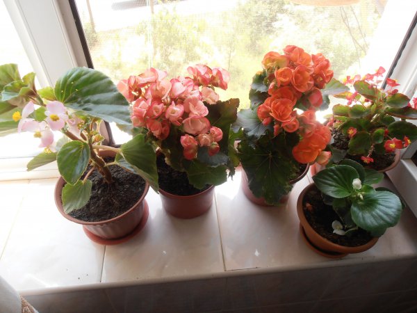 Kryty begonia kwiatowa: opieka domowa