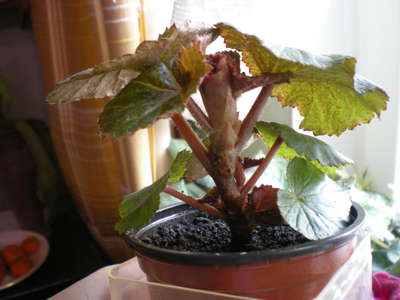 Kryty begonia kwiatowa: opieka domowa