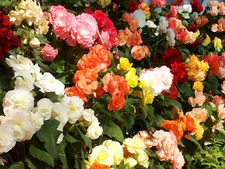 Kryty begonia kwiatowa: opieka domowa