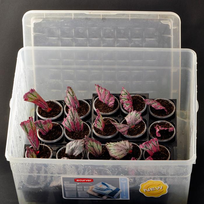 Kryty begonia kwiatowa: opieka domowa
