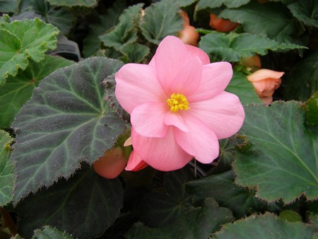 Kryty begonia kwiatowa: opieka domowa