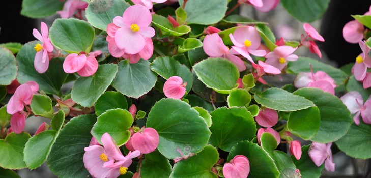 Kryty begonia kwiatowa: opieka domowa