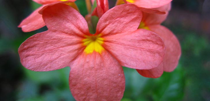 Crossandra: opieka i fotografia