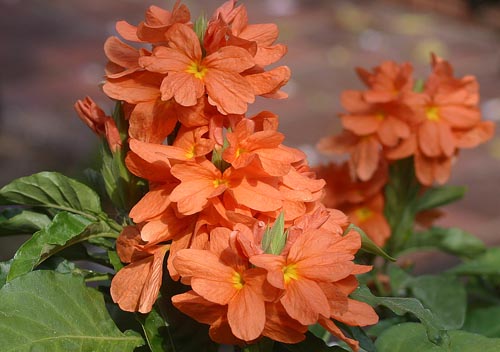 Crossandra: gatunek
