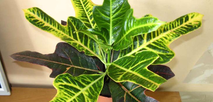 Croton: opieka domowa