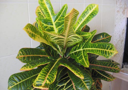 Croton: opieka domowa
