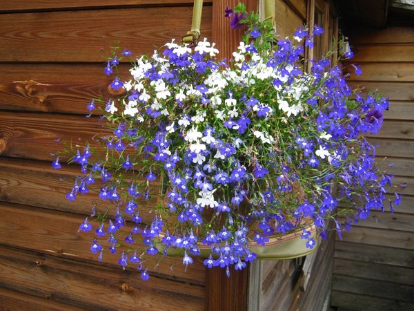 Ozdobą ogrodu jest rozkoszna lobelia. Lądowanie i opieka ze zdjęciami i filmami