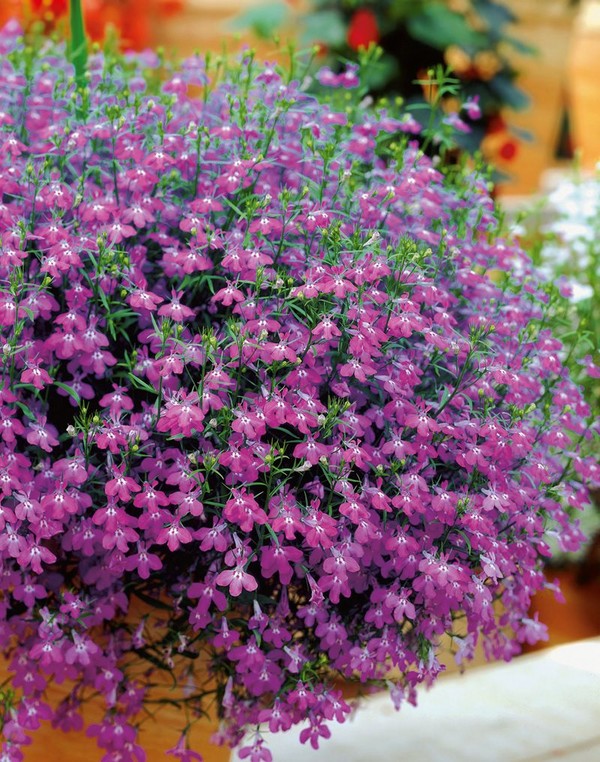 Ozdobą ogrodu jest rozkoszna lobelia. Lądowanie i opieka ze zdjęciami i filmami