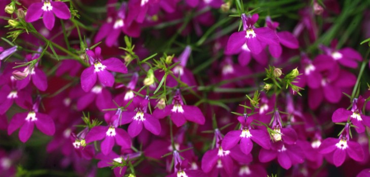 Ozdobą ogrodu jest rozkoszna lobelia. Lądowanie i opieka ze zdjęciami i filmami