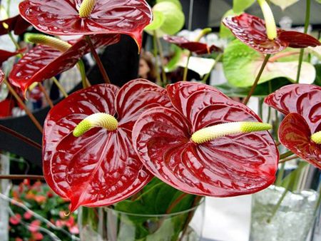 Anthurium: opieka domowa Anthurium: opieka domowa