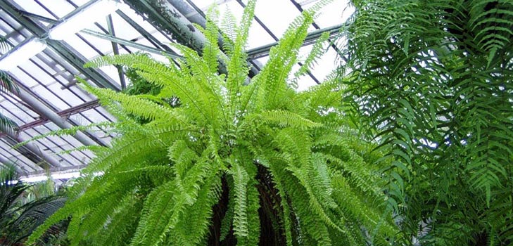 Nephrolepis - urocza paproć domowa