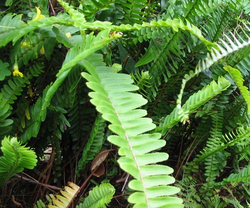 Nephrolepis: opieka domowa