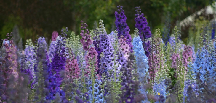 Delphiniums w Nowej Zelandii