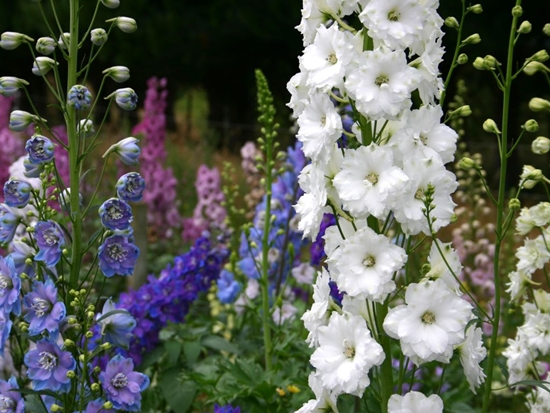 Delphiniums w Nowej Zelandii