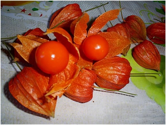 jagody z physalis