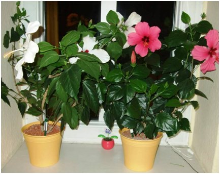 hibiskus na parapecie
