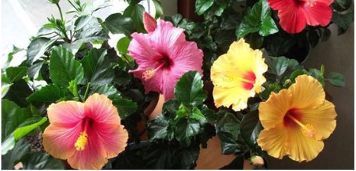 kwiat hibiskusa