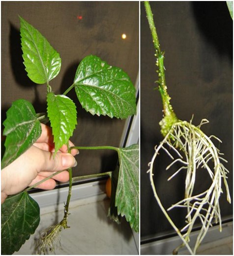 korzenie hibiskusa