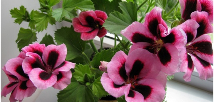 Kwiat Pelargonium
